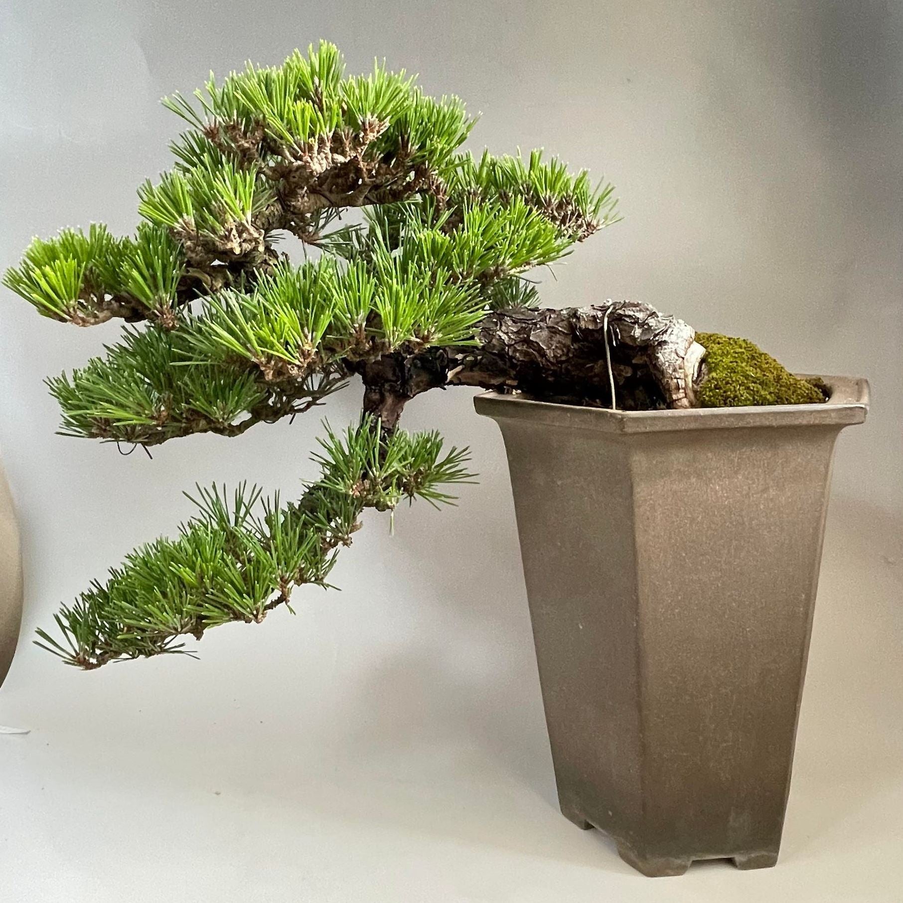 盆栽 千寿丸 山採り黒松枝接ぎ千寿丸 中品盆栽 bonsai 販売 – 松慶盆栽園