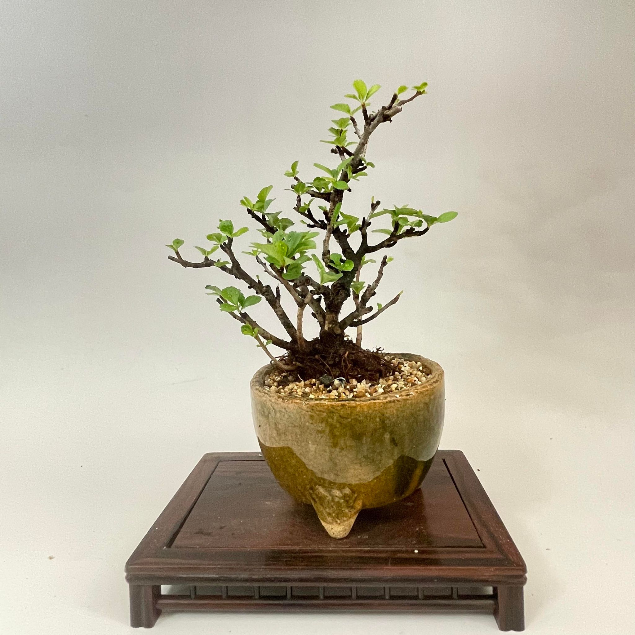盆栽 長寿梅 小品盆栽 bonsai 販売 – 松慶盆栽園