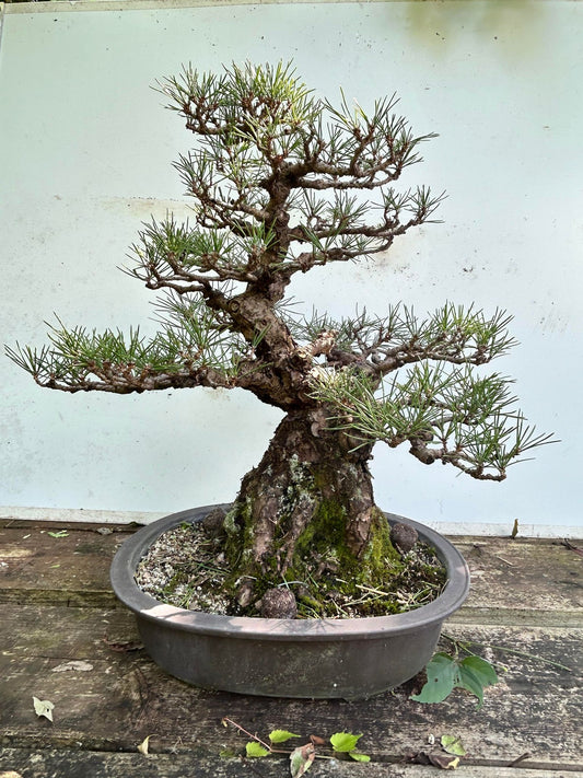 Balck pine shohin bonsai #2102