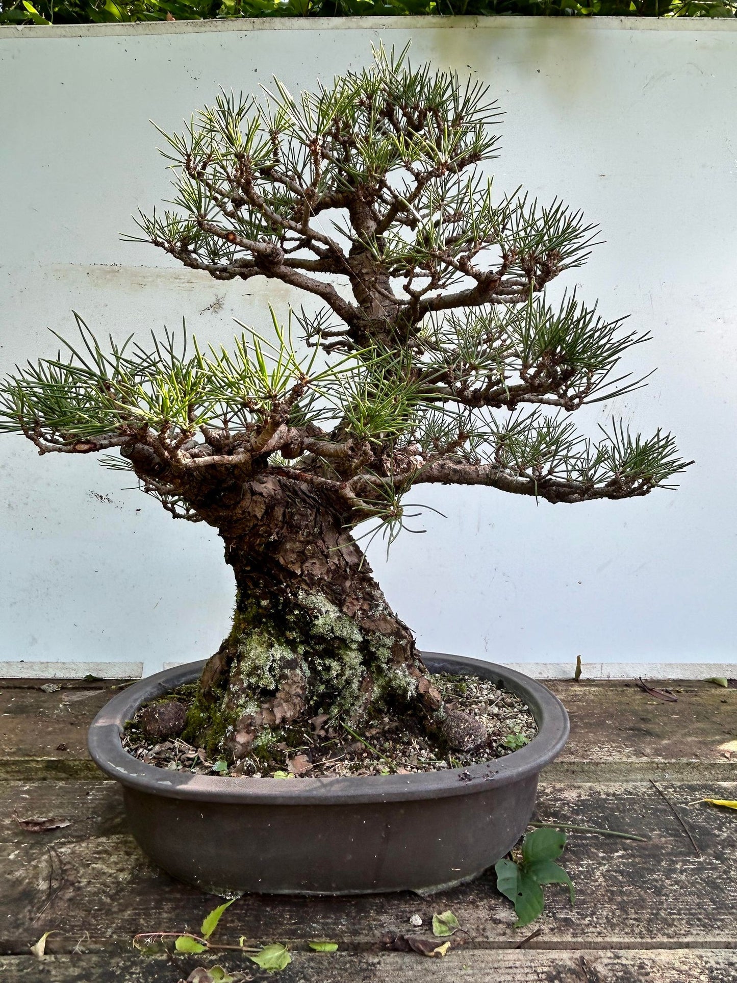 Balck pine shohin bonsai #2102