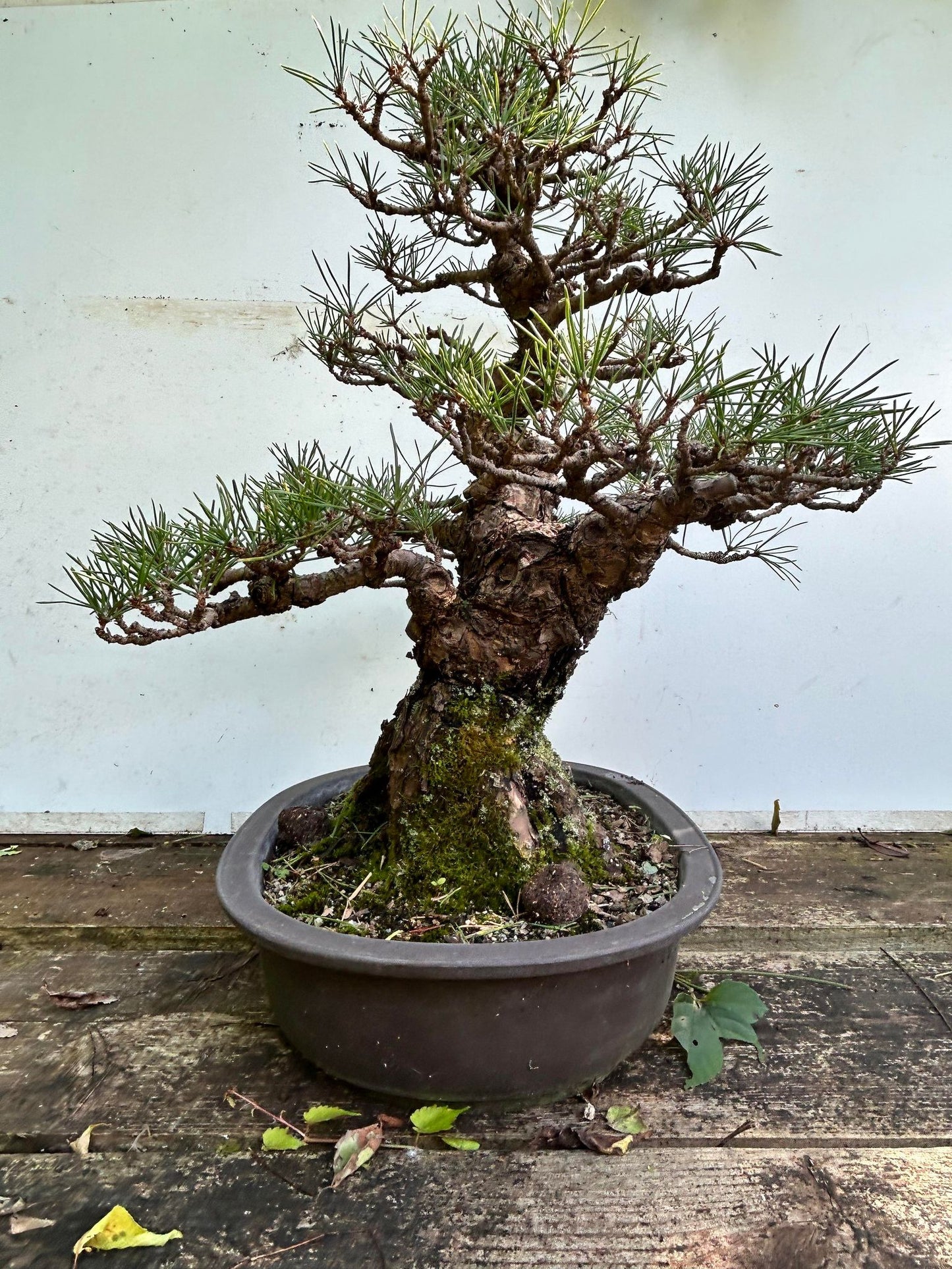 Balck pine shohin bonsai #2102