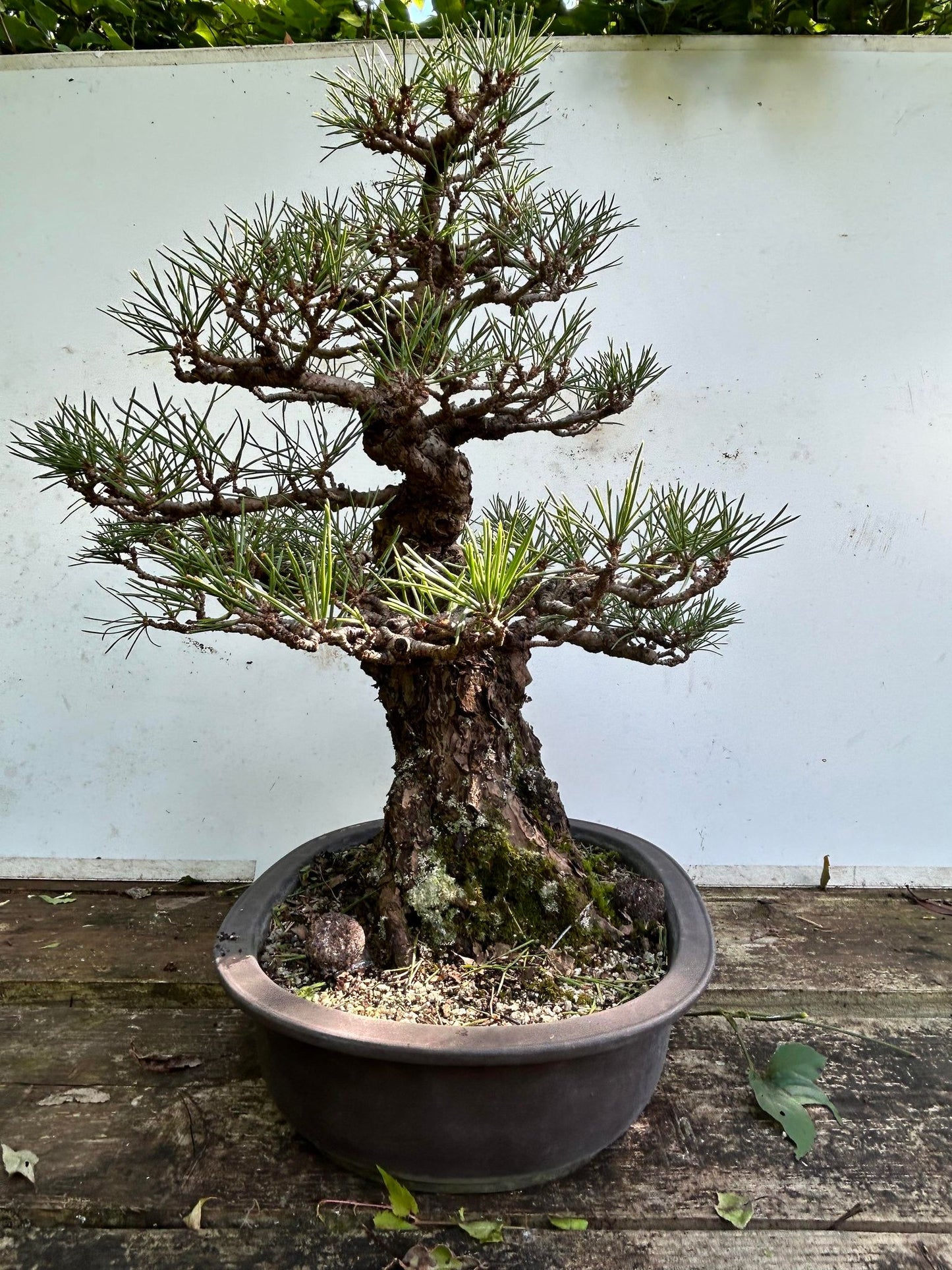 Balck pine shohin bonsai #2102