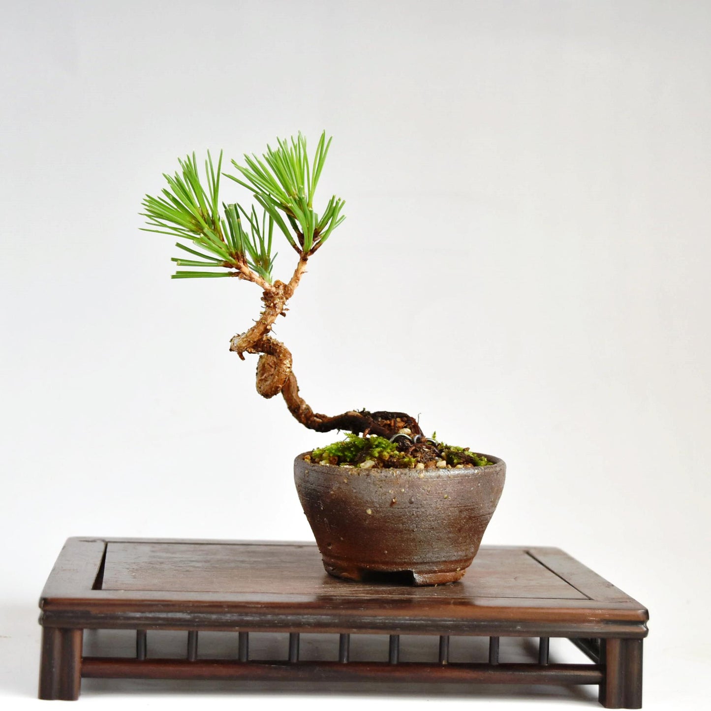 盆栽 松 ミニ盆栽 黒松 お買い得品 超ミニ盆栽 bonsai 販売