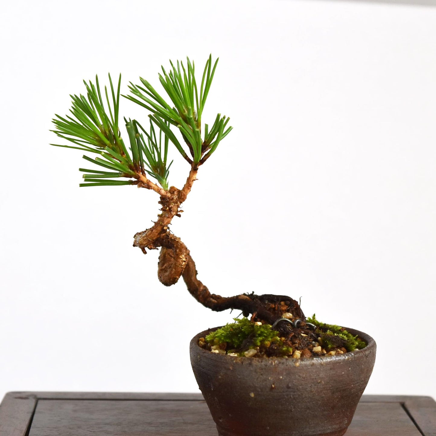 盆栽 松 ミニ盆栽 黒松 お買い得品 超ミニ盆栽 bonsai 販売