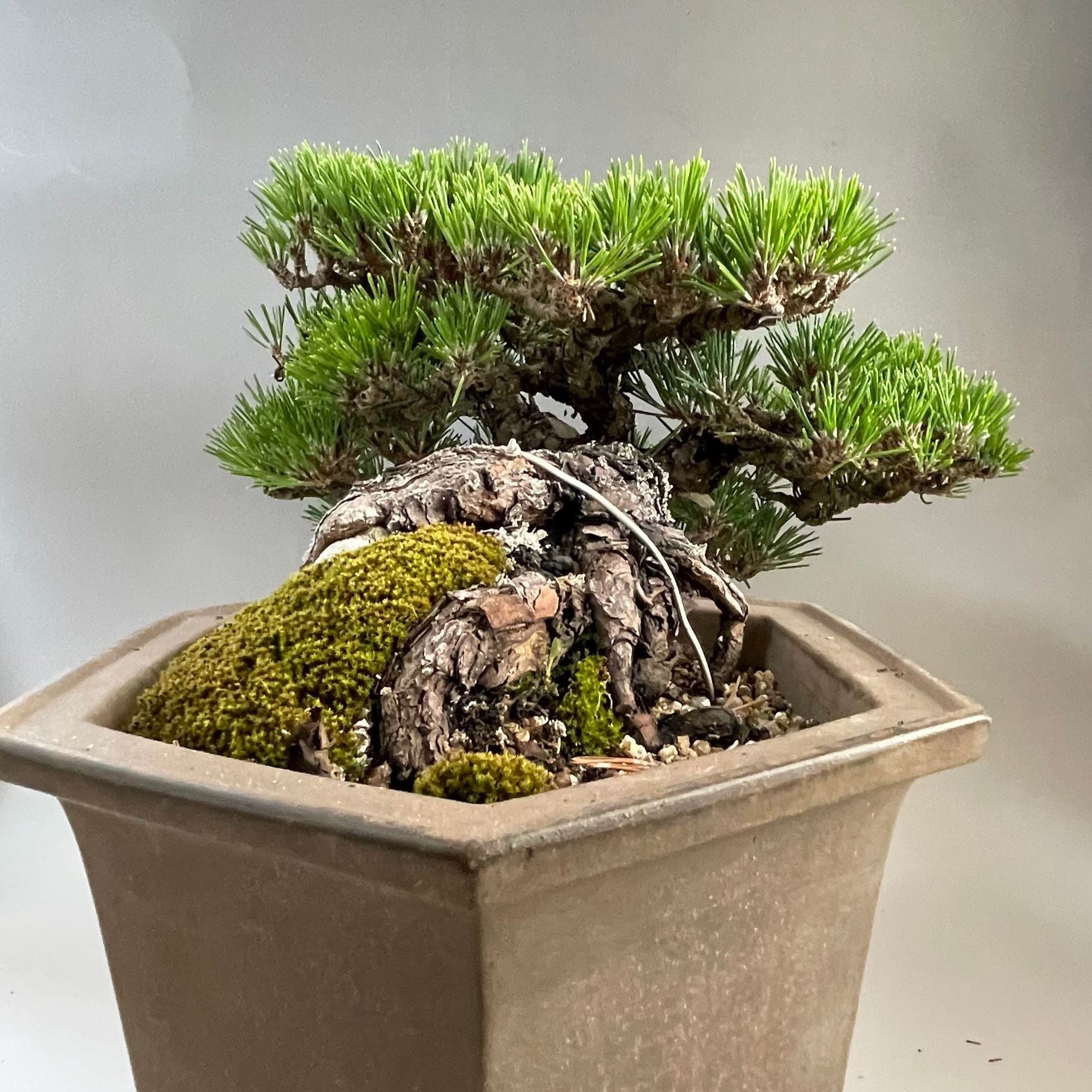 盆栽 千寿丸 山採り黒松枝接ぎ千寿丸 中品盆栽 bonsai 販売 – 松慶盆栽園