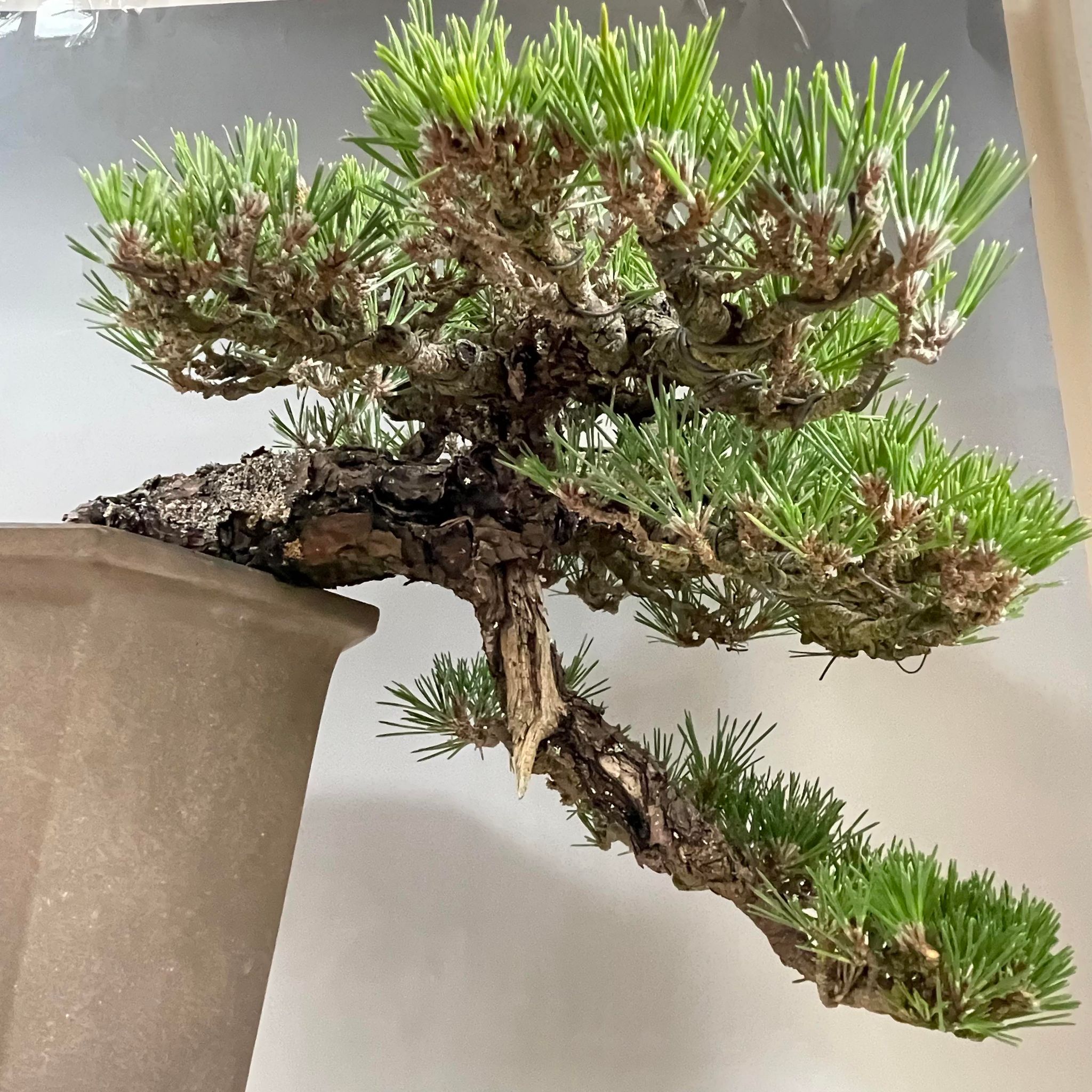 盆栽 千寿丸 山採り黒松枝接ぎ千寿丸 中品盆栽 bonsai 販売 – 松慶盆栽園