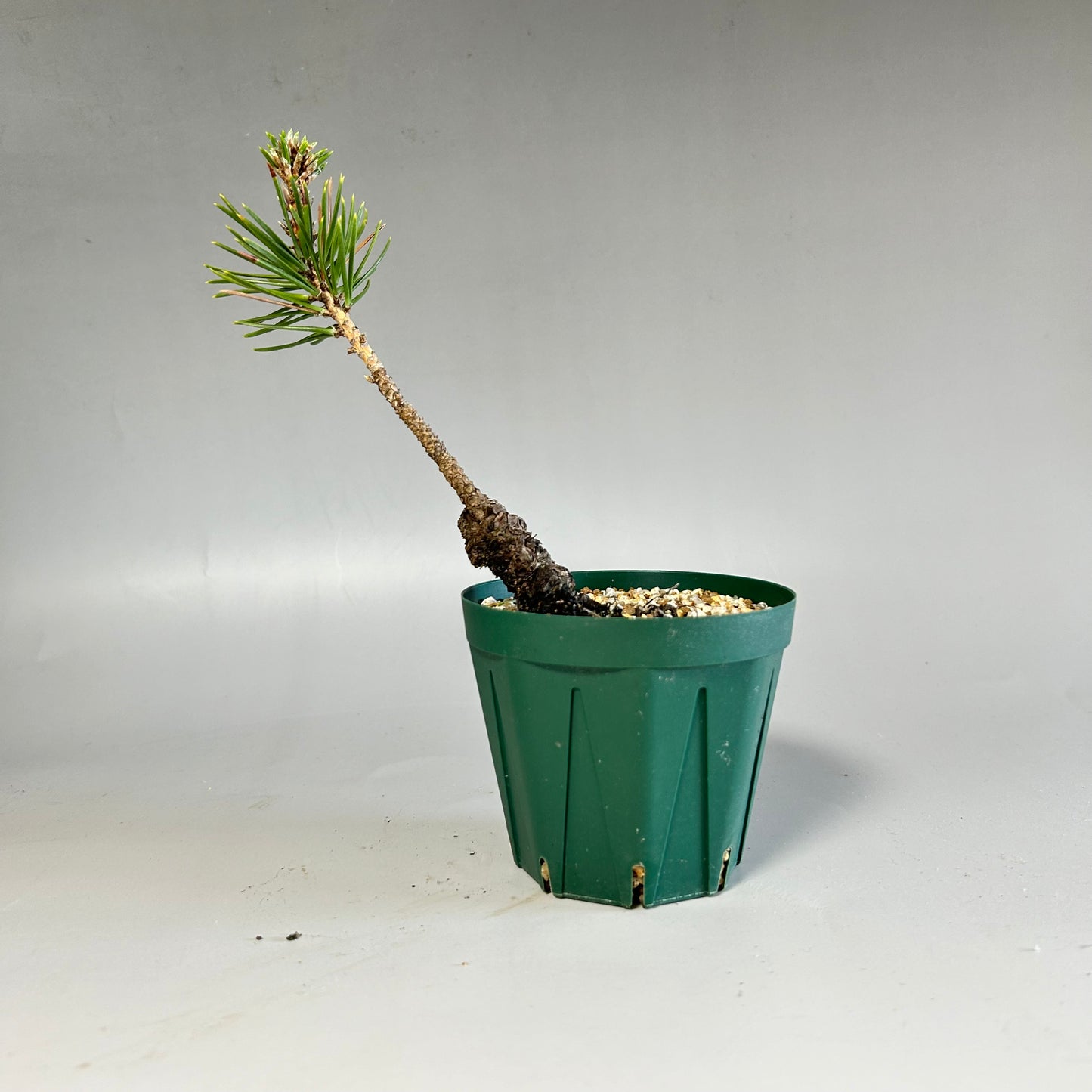 Sunsho black pine seedling