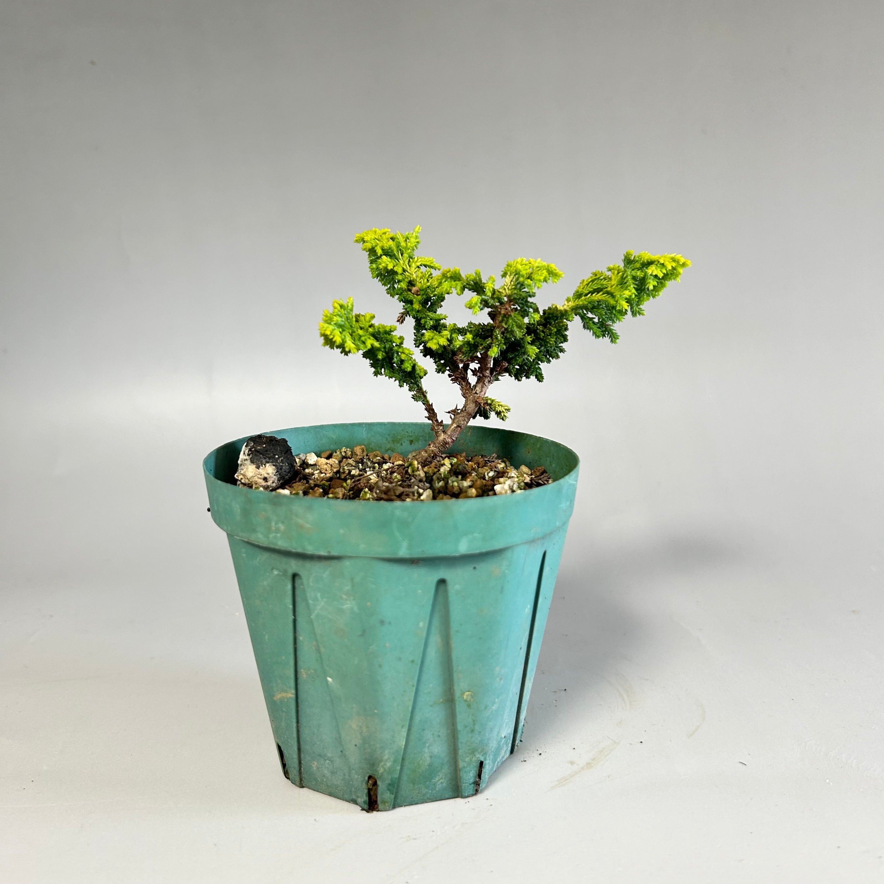 入荷未定】小品盆栽用 銅製散水ノズル 京善 ショート bonsai 盆栽道具 – 松慶盆栽園