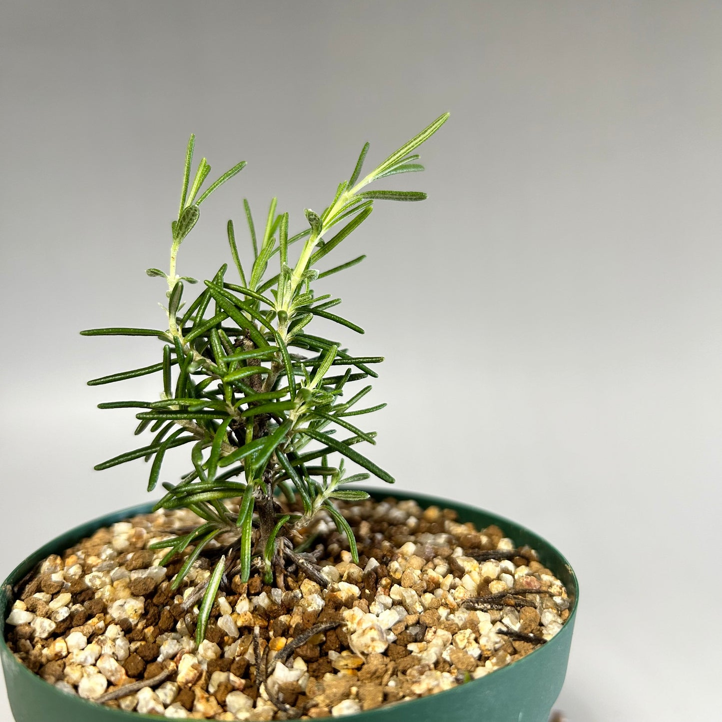 Sunsho black pine seedling