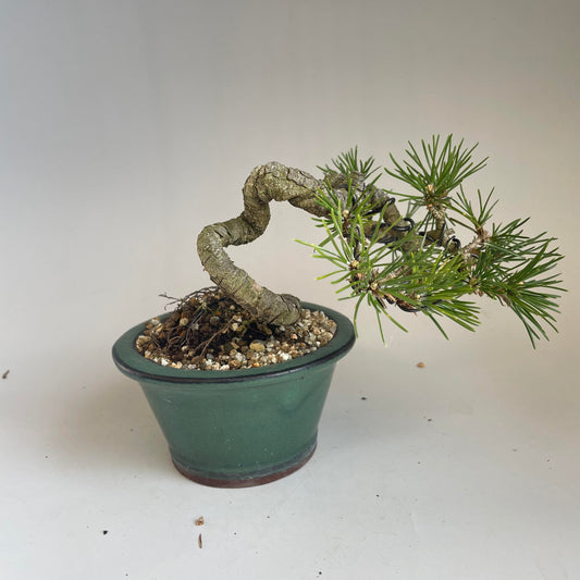Balck pine shohin bonsai #2101