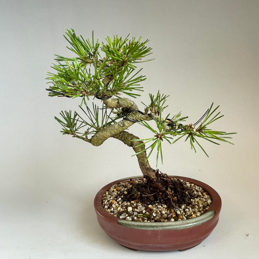 Balck pine shohin bonsai #2102