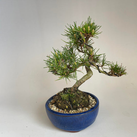 Red pine shohin bonsai #2103