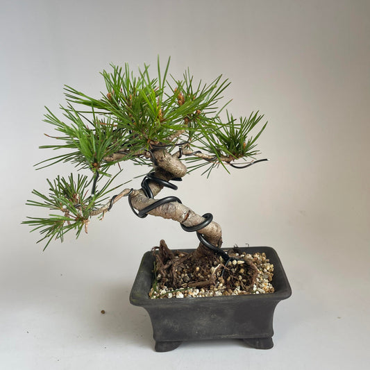 Red pine shohin bonsai #2104
