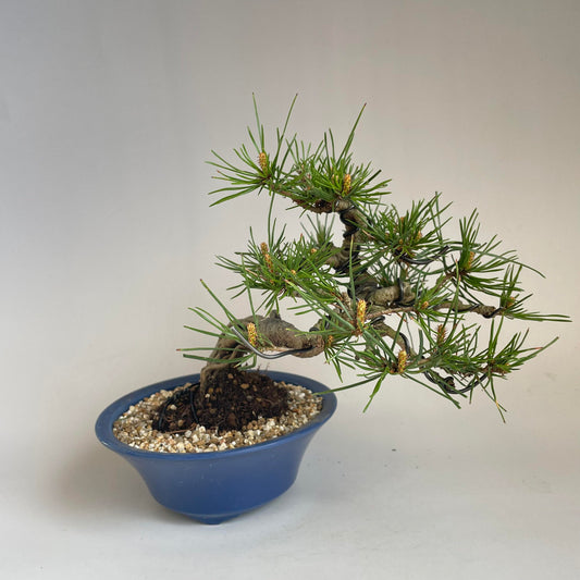 Red pine shohin bonsai #2105