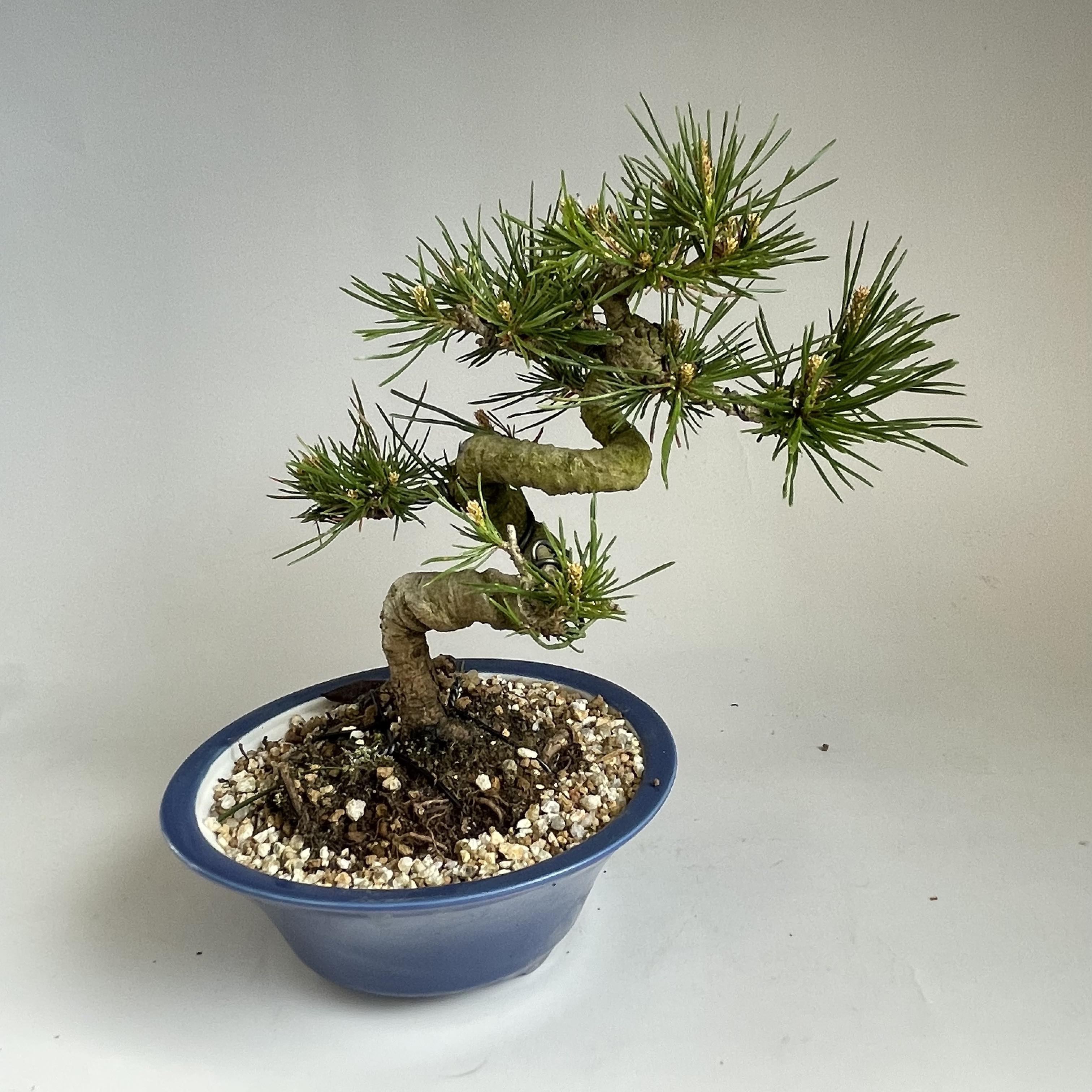 入荷未定】小品盆栽用 銅製散水ノズル 京善 ショート bonsai 盆栽道具 – 松慶盆栽園