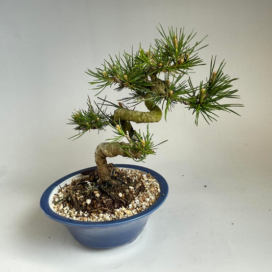 Red pine shohin bonsai #2106