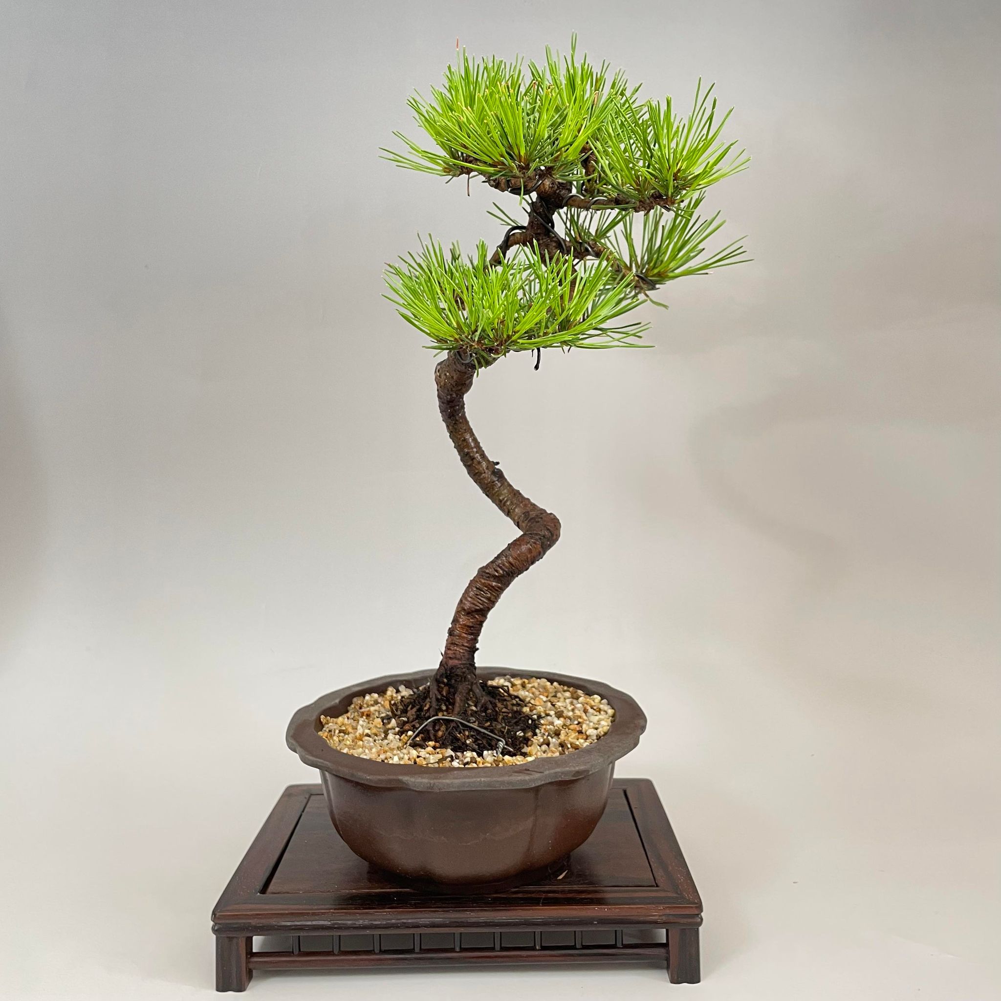 盆栽 赤松 文人木 中品盆栽 bonsai 販売 – 松慶盆栽園