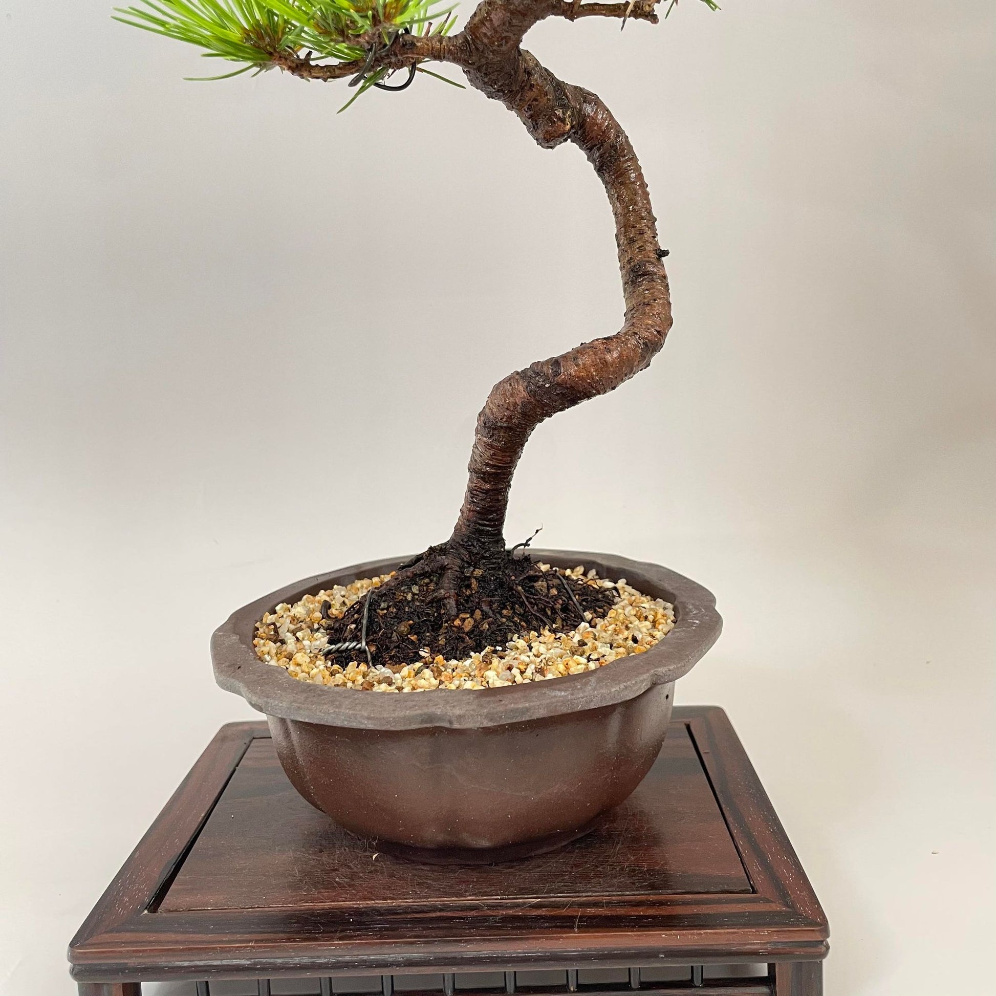 盆栽赤松文人木中品盆栽bonsai販売