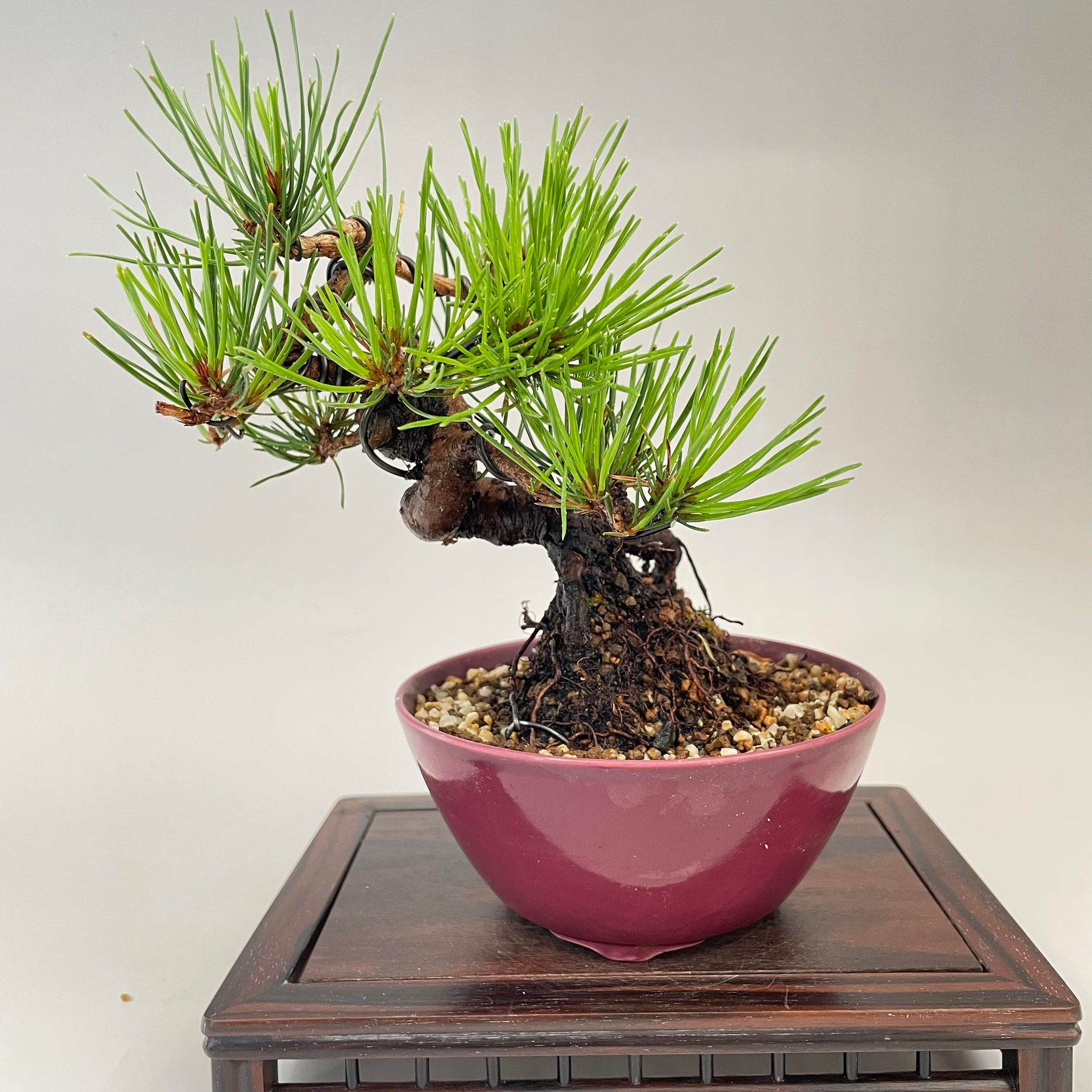 盆栽 赤松 小品盆栽 bonsai 販売 – 松慶盆栽園