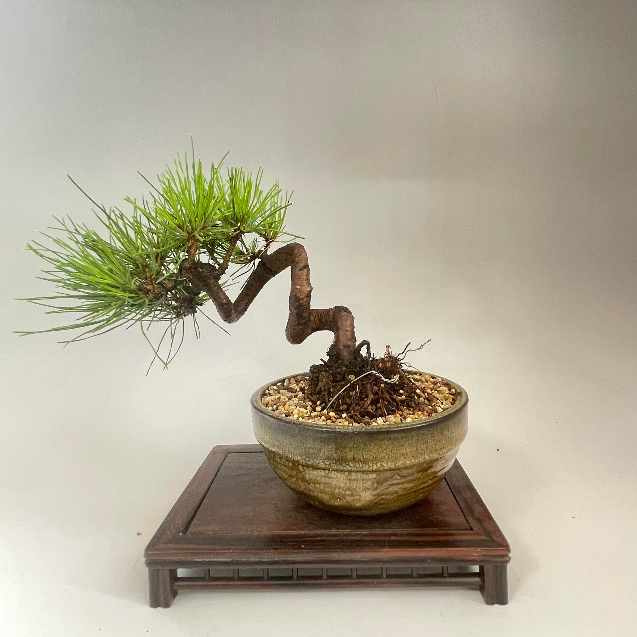 盆栽 赤松 小品盆栽 bonsai 販売