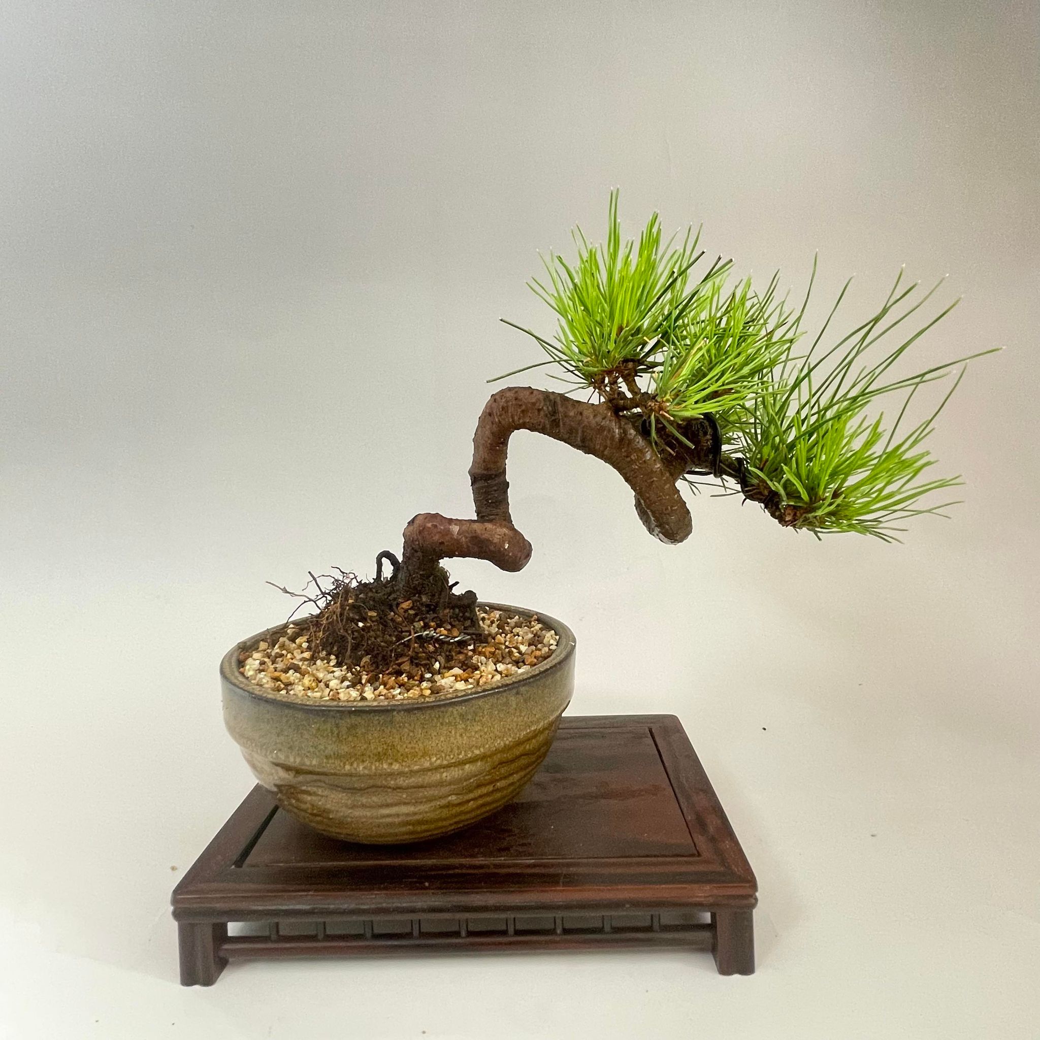 盆栽 赤松 小品盆栽 bonsai 販売 – 松慶盆栽園