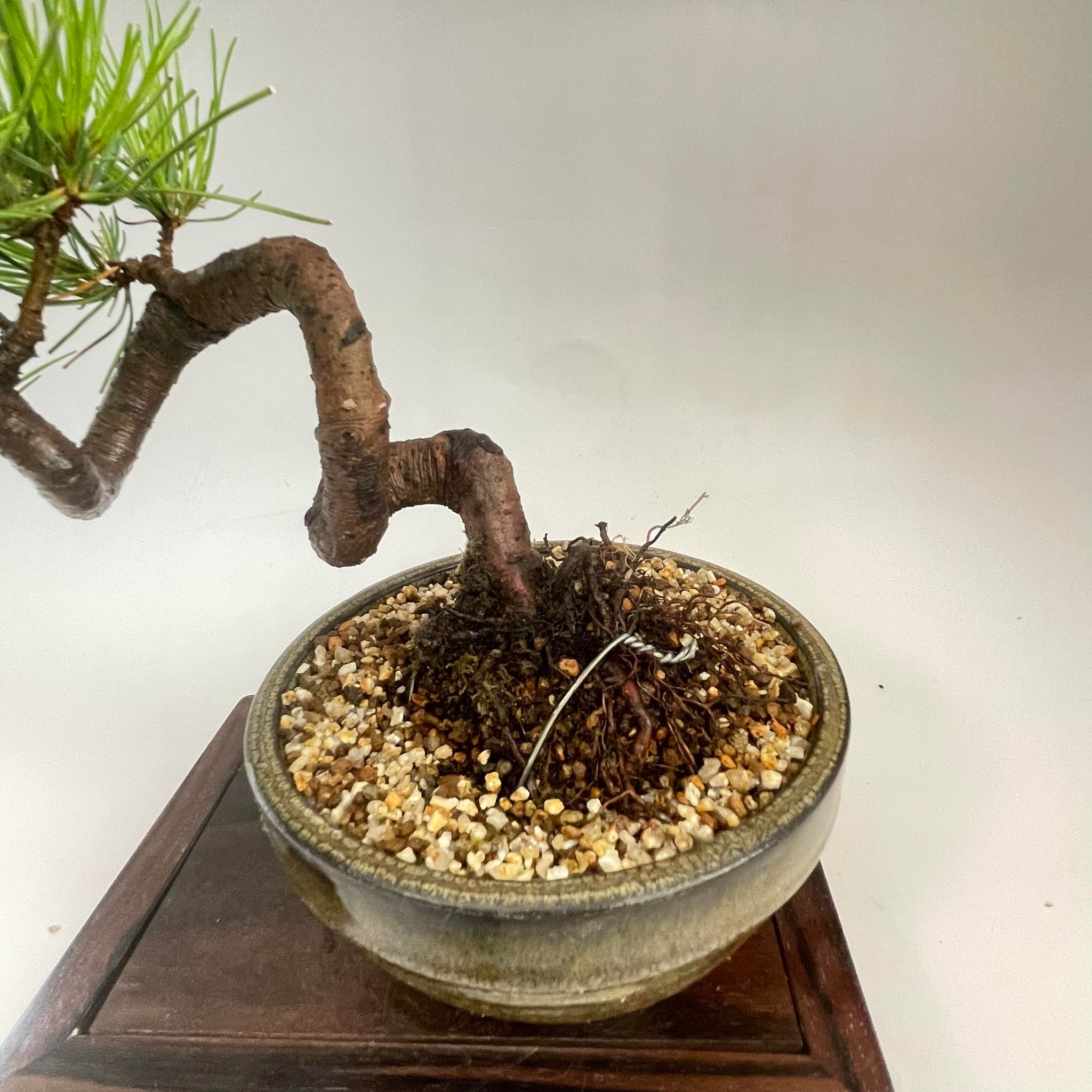 盆栽 赤松 小品盆栽 bonsai 販売