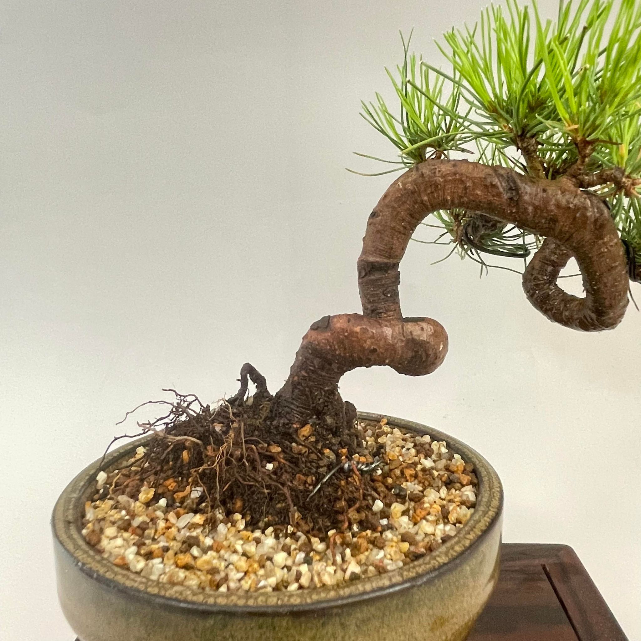盆栽 赤松 小品盆栽 bonsai 販売