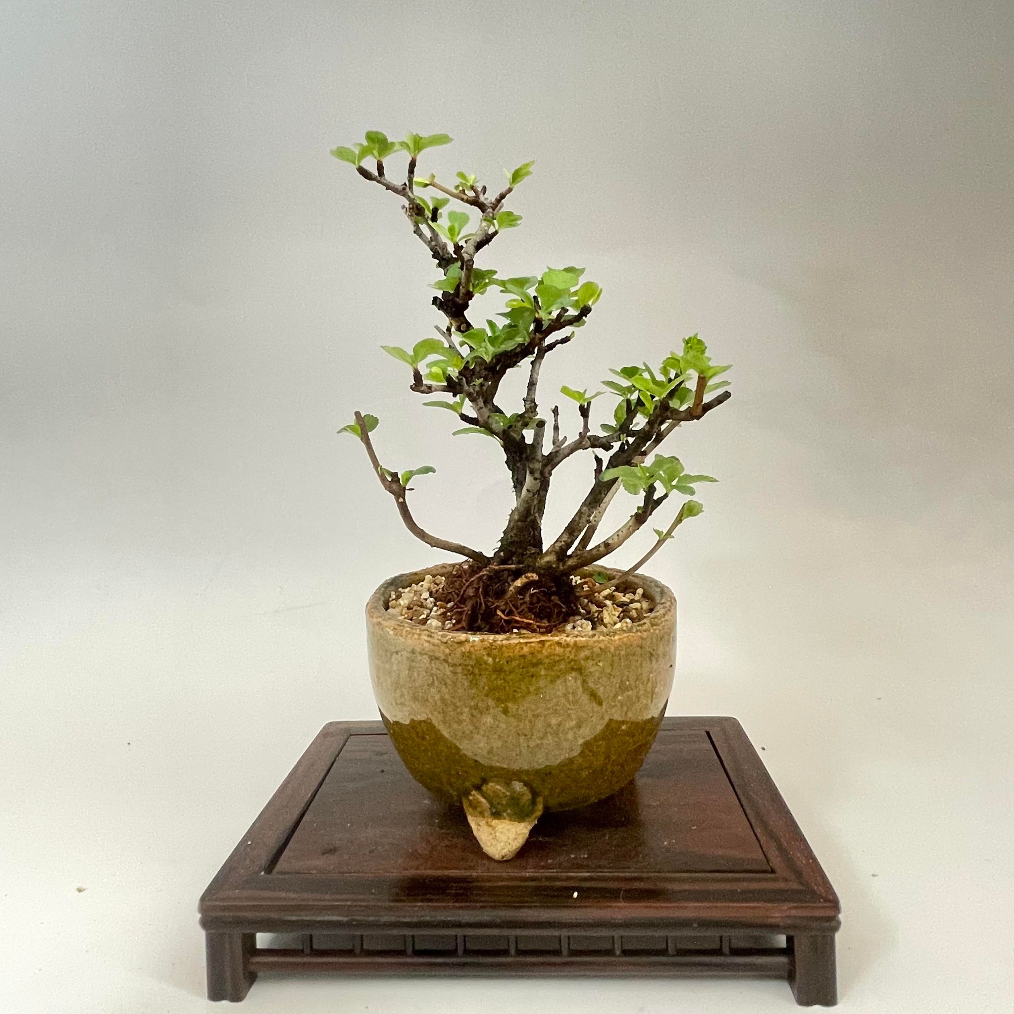 盆栽 長寿梅 小品盆栽 bonsai 販売 – 松慶盆栽園