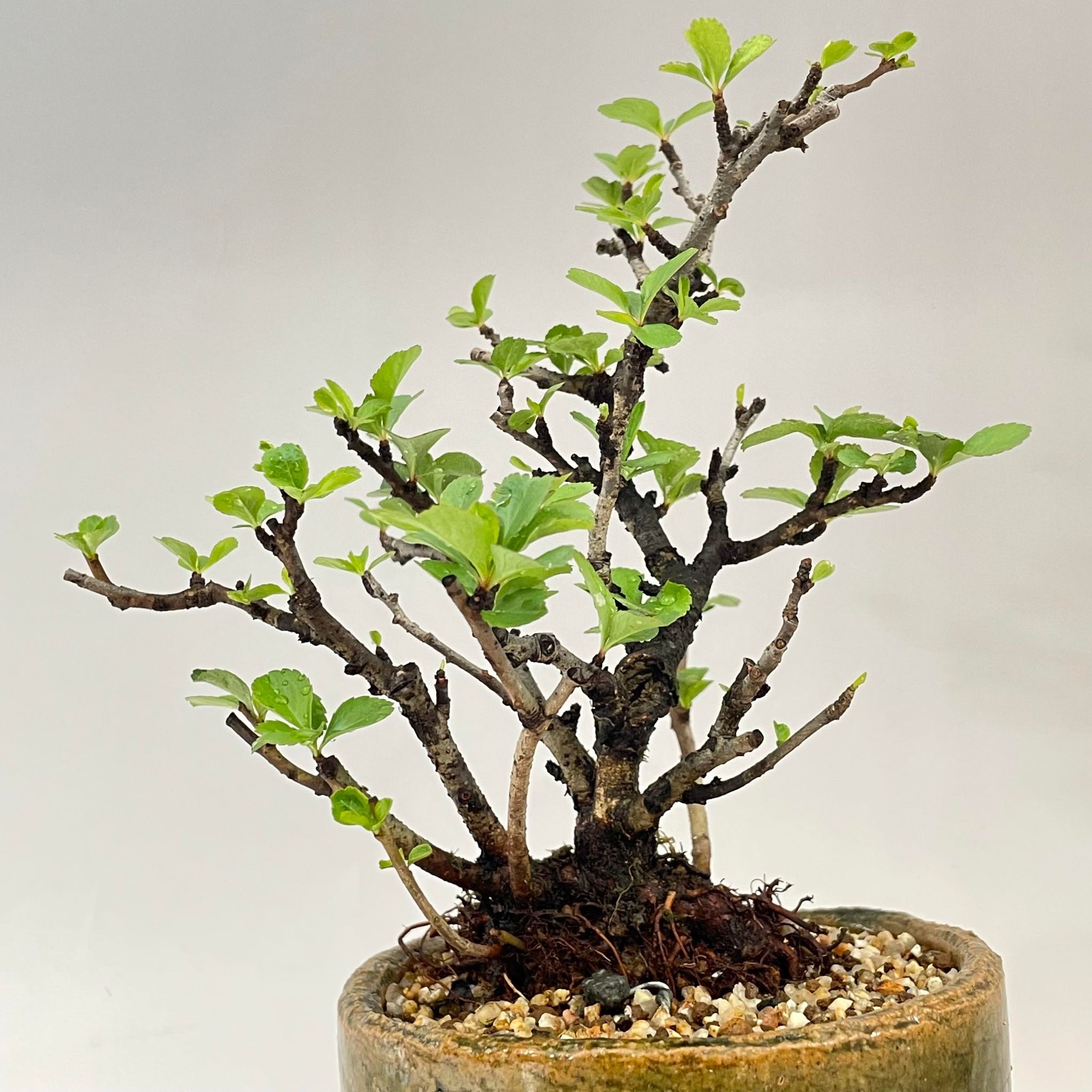 盆栽 長寿梅 小品盆栽 bonsai 販売 – 松慶盆栽園