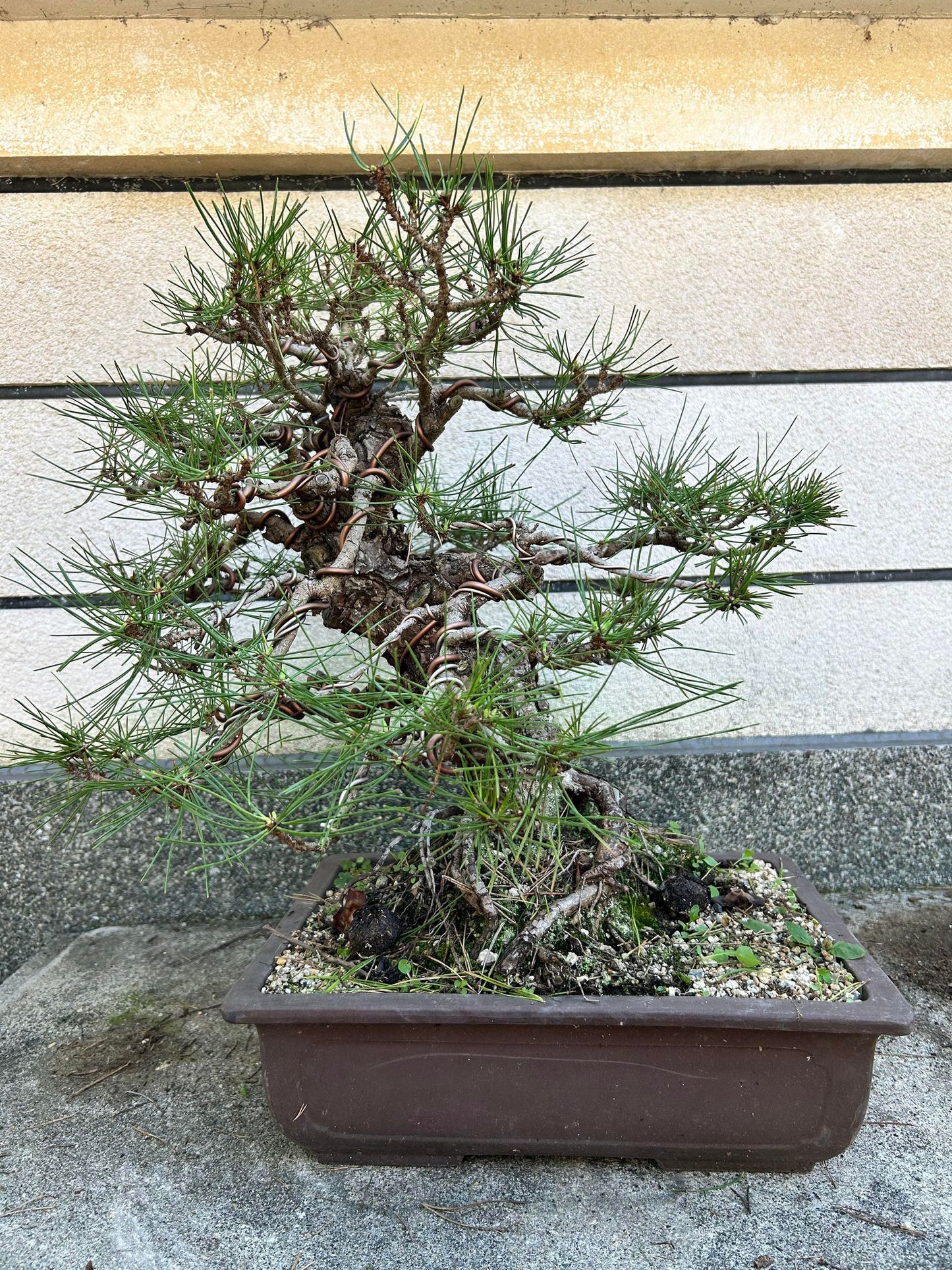 Balck pine shohin bonsai #2102