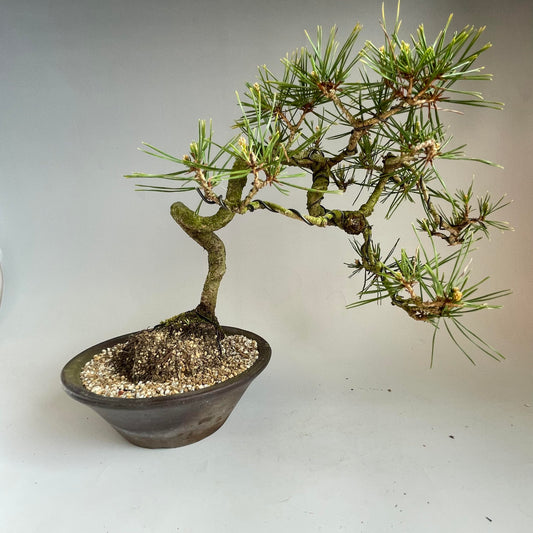 Red pine Kifu bonsai #2107