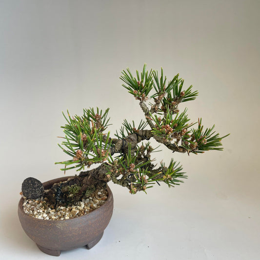 Senjumaru Balck pine mini bonsai 10years old #3