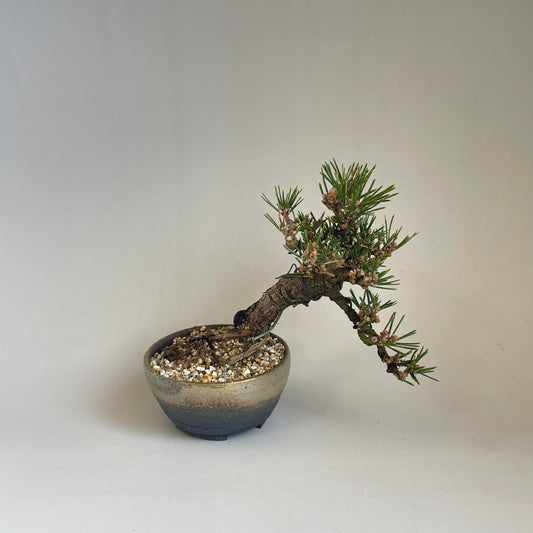 Senjumaru Balck pine mini bonsai 10years old #3