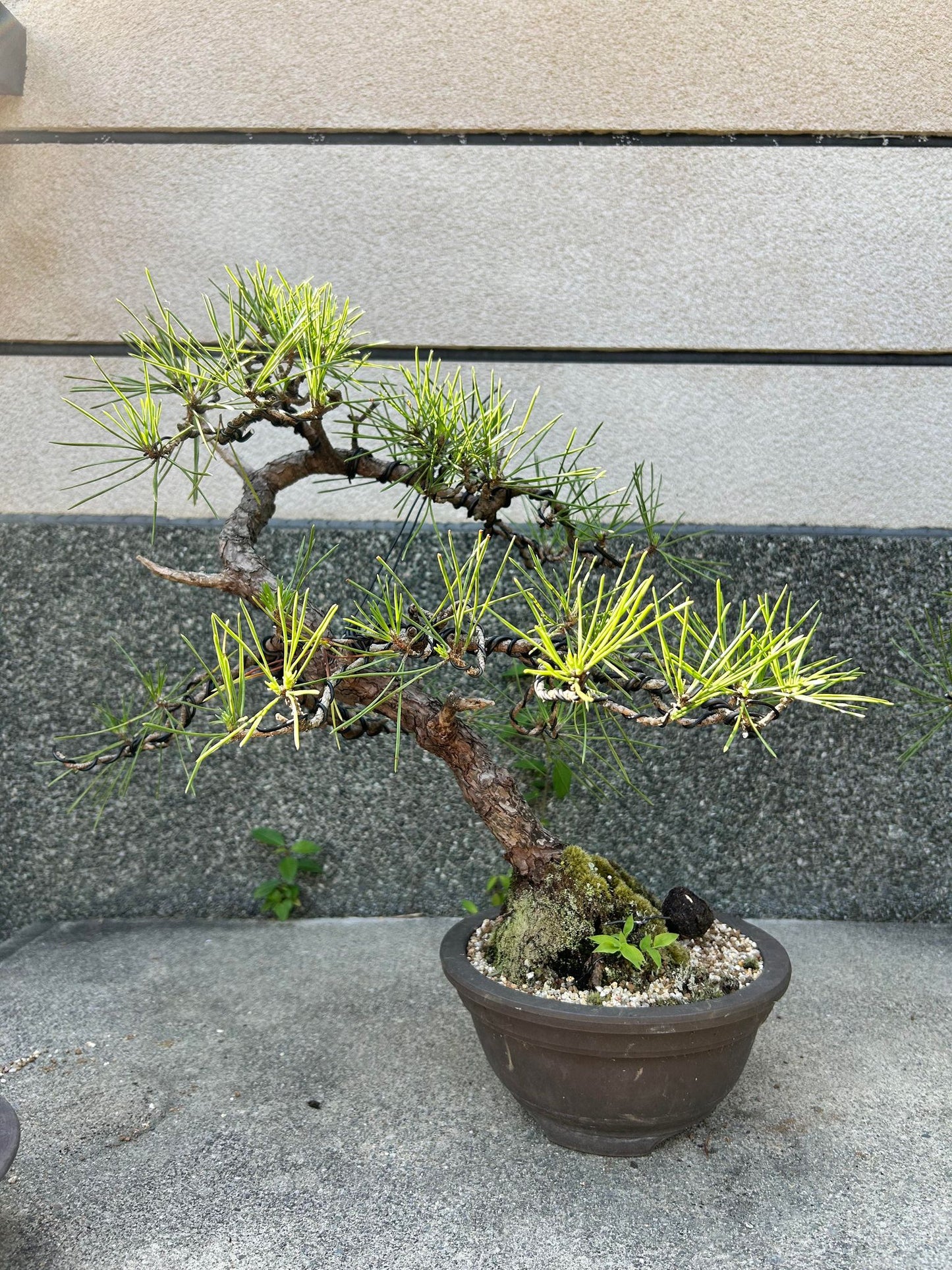 Balck pine shohin bonsai #2102