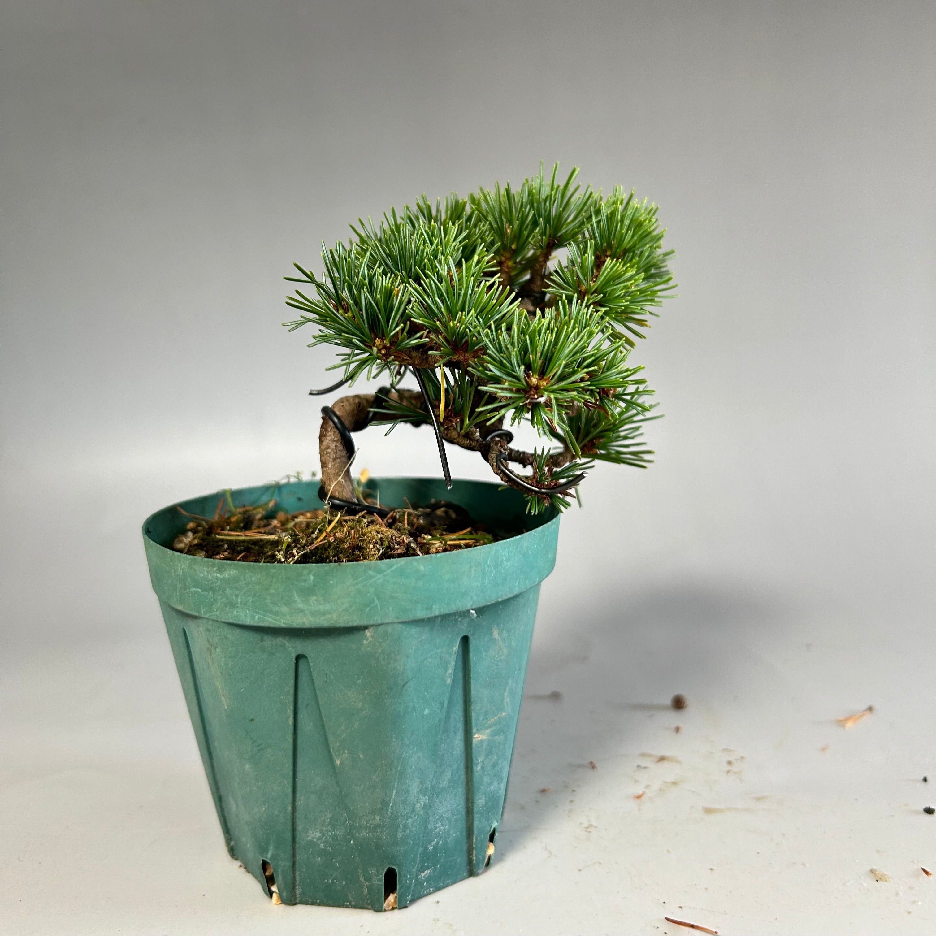 入荷未定】小品盆栽用 銅製散水ノズル 京善 ショート bonsai 盆栽道具 – 松慶盆栽園