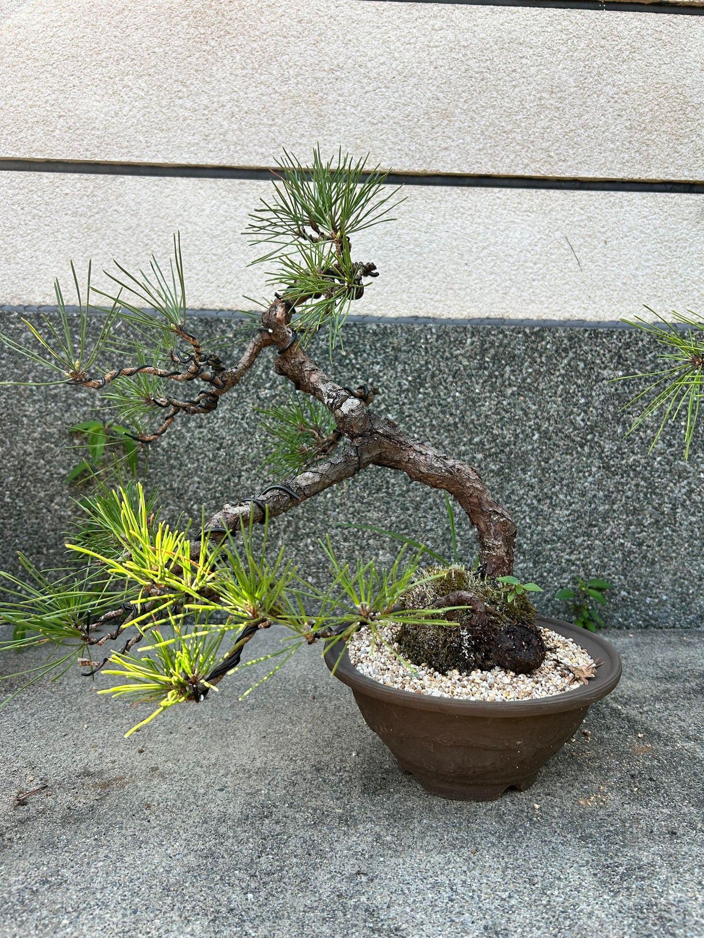 Balck pine shohin bonsai #2102