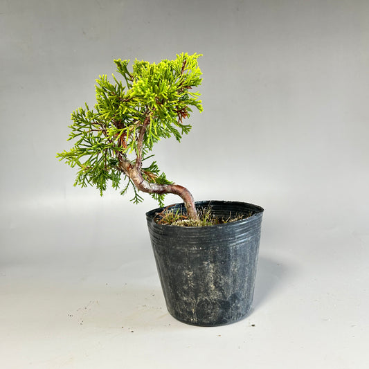 盆栽 糸魚川真柏 素材 苗木 15ｃｍ ミニ盆栽 小品盆栽  bonsai 販売