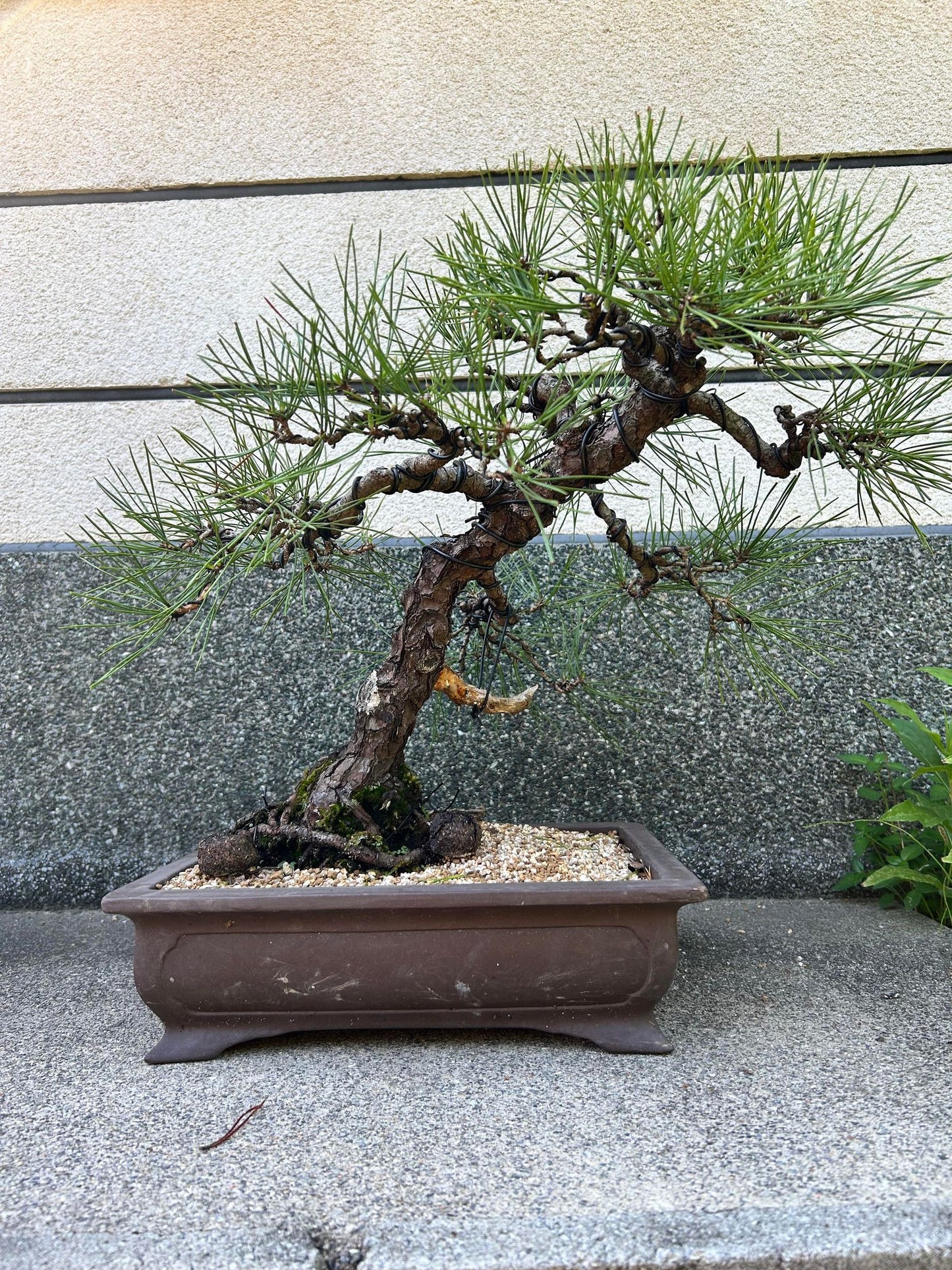 Balck pine shohin bonsai #2102