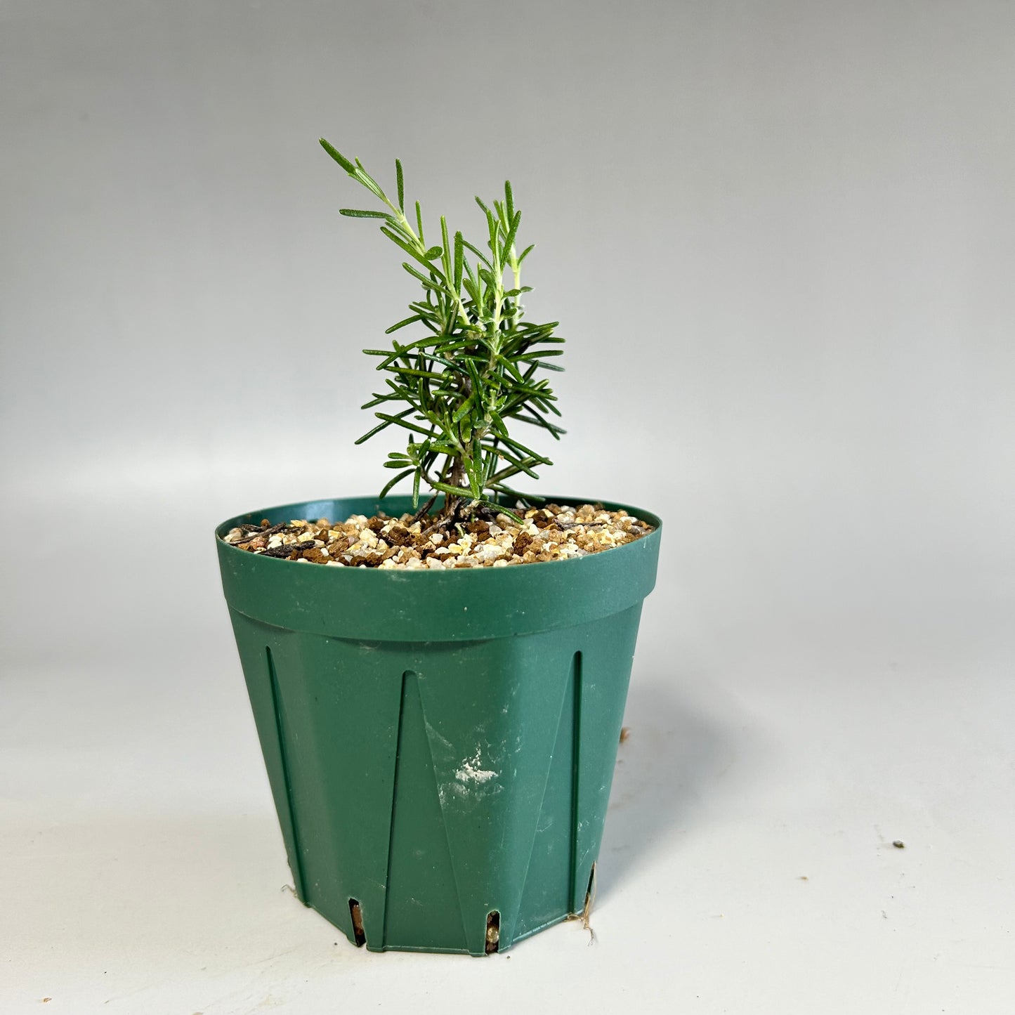 Sunsho black pine seedling