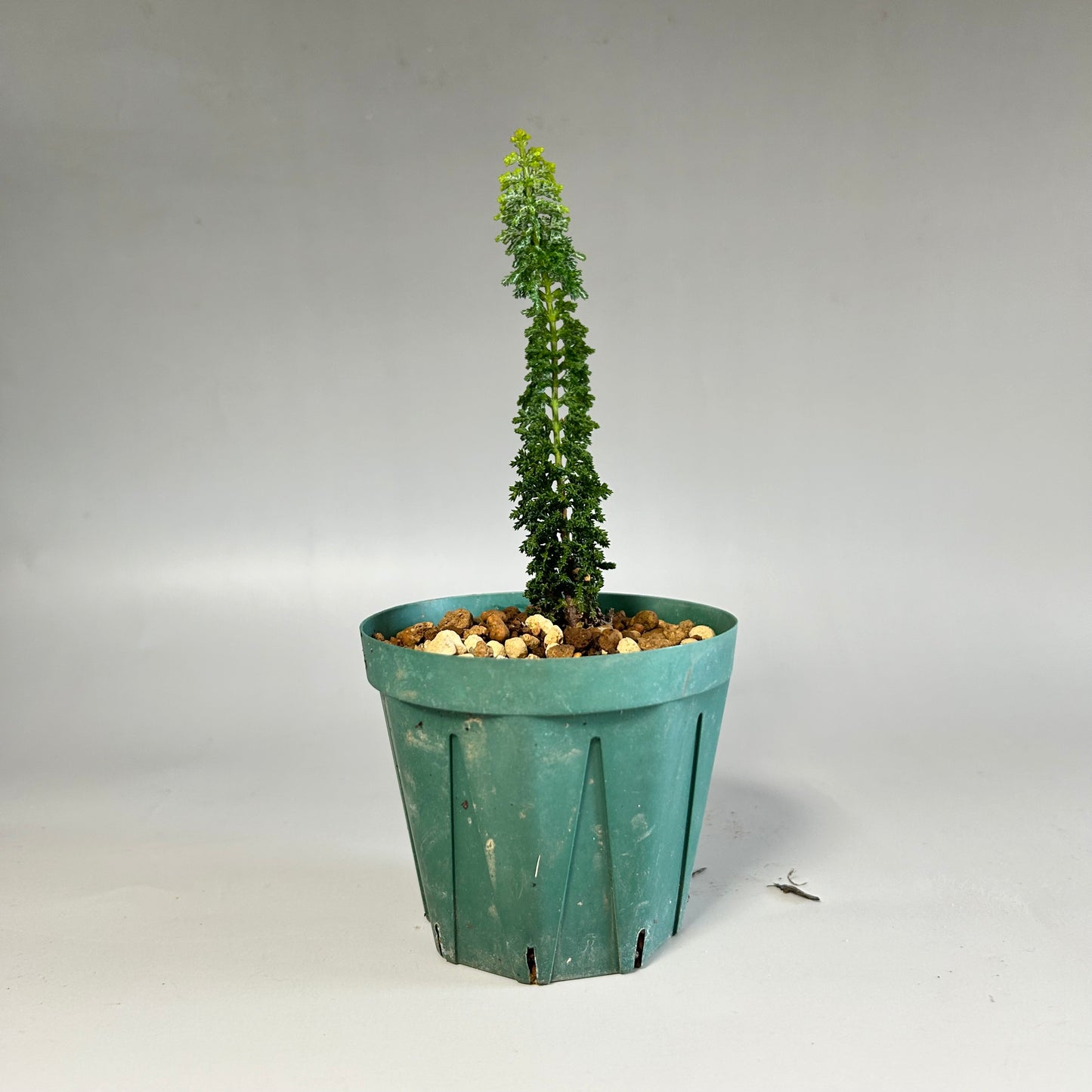 Sunsho black pine seedling