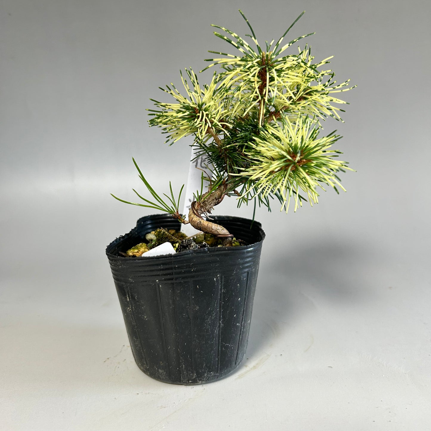 Sunsho black pine seedling