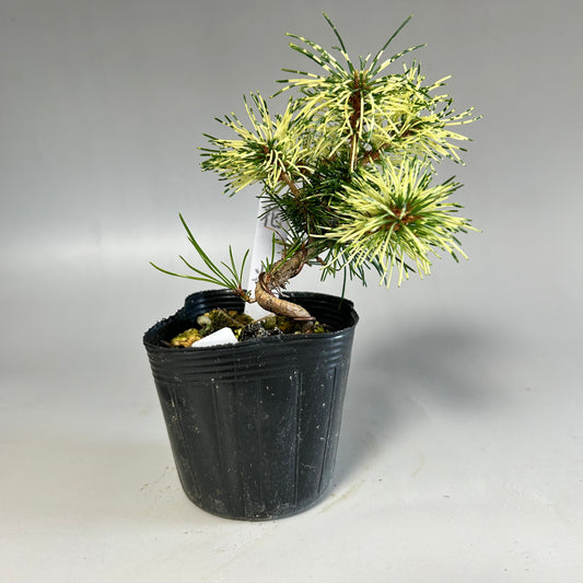 Sunsho black pine seedling