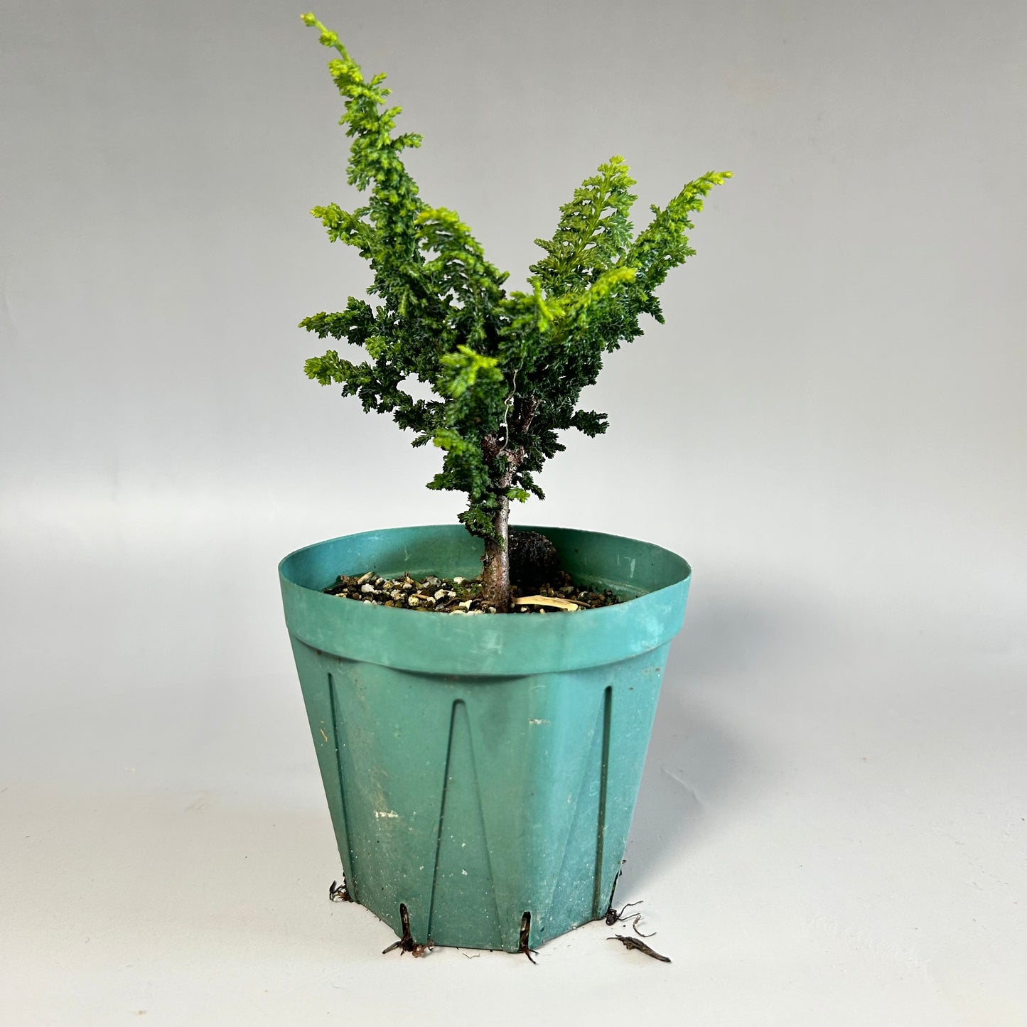 Sunsho black pine seedling