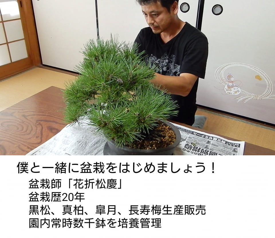 盆栽 千寿丸 山採り黒松枝接ぎ千寿丸 中品盆栽 bonsai 販売 – 松慶盆栽園