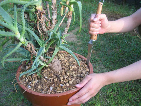 植え替えナイフ