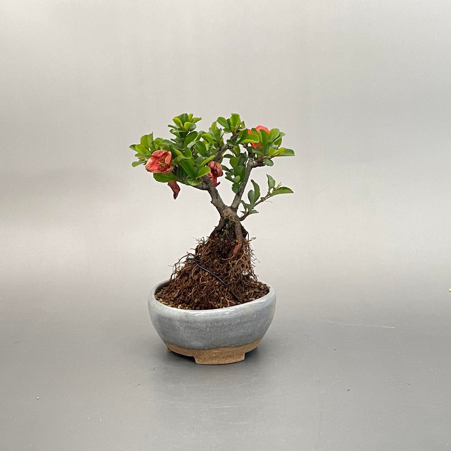 盆栽ミニ盆栽小町野薔薇鉢は丹波立杭焼丹山作bonsai販売