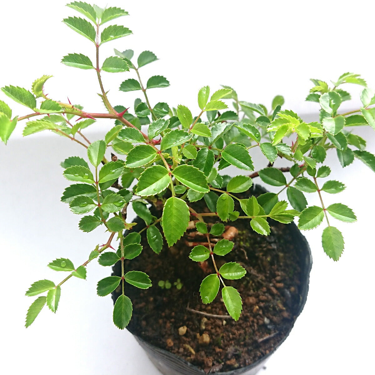 Komati wild rose bonsai material