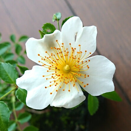 盆栽野薔薇（コマチノバラ）小町野ばらバラ盆栽用苗木bonsai販売