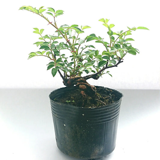 盆栽野薔薇（コマチノバラ）小町野ばらバラ盆栽用苗木bonsai販売