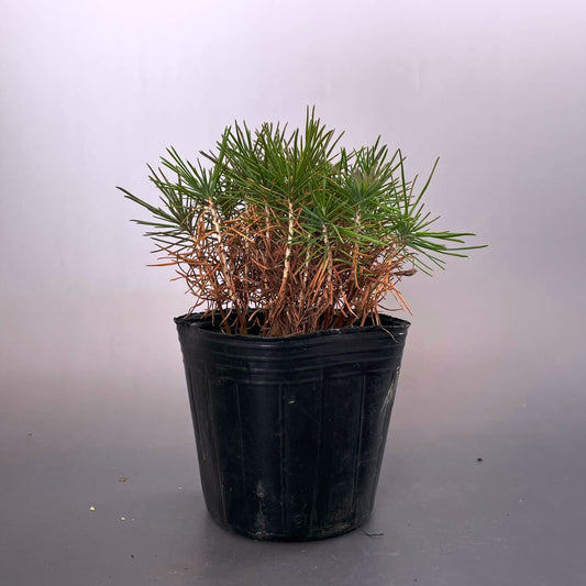 black pine seedling 1 years